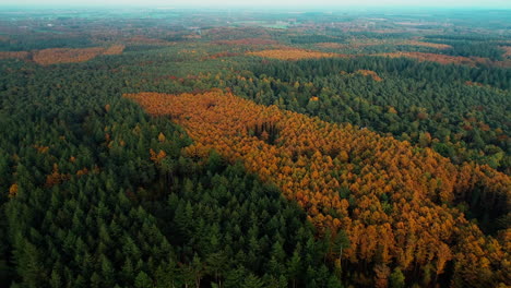 Panorama-Of-The-Lush-Forest-In-Autumnal-Colors-At-Doorn,-Utrechtse-Heuvelrug-In-The-Central-Netherlands