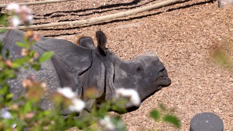 Rinoceronte-Con-Cuerno-Faltante-Durmiendo-Afuera-Vista-De-Cerca