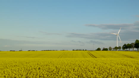 Yellow-canola-oil-field-with-distant-renewable-energy-windmill-rotating