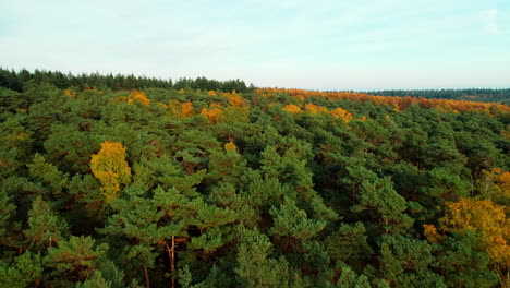 Panoramic-View-Of-Lush-Forest-In-Autumn-Colors-At-Doorn,-Utrechtse-Heuvelrug,-Netherlands