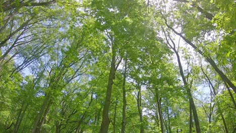 Slowly-moving-along-a-trail-in-a-heavily-wooded-area-while-looking-up-to-the-treetops-and-sky