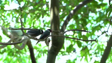Two-Java-Sparrows-or-Finches-sitting-on-branch-inside-tree
