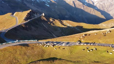 Aerial-view-of-a-motorcyclist-riding-the-Grossglockner-high-Alpine-road-in-Austria-among-Herd-of-white-and-brown-sheep