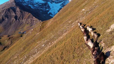 Rebaño-De-Ovejas-Blancas-Y-Marrones-Pastando-En-Pastos-Alpinos-En-Un-Brillante-Día-De-Verano-En-El-Tirol