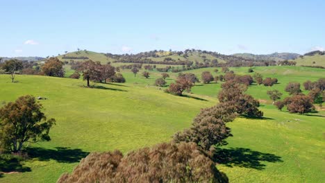 Green-Lush-Vegetation-On-Hilly-Terrain-At-Sunny-Day-In-Australia