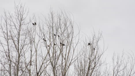 Birds-On-The-Crown-Of-Bare-Trees---low-angle-shot
