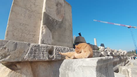 Gato-Descansando-En-Las-Ruinas-De-La-Antigua-éfeso,-Turquía