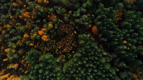 Lebendige-Farben-Des-üppigen-Waldes-Während-Der-Herbstsaison-In-Holland