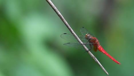 Male-Crimson-Red-faced-Skimmer,-Orthetrum-chrysis,-dragonfly-landed-on-a-wooden-branch-and-twitching-its-wings-and-head-in-tropical-forest-with-green-bokeh-background,-Thailand,-Asia