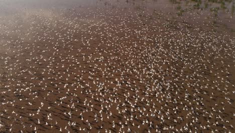 Cinematic-aerial-shot-showing-million-of-white-birds-flying-over-sandy-landscape-in-summer