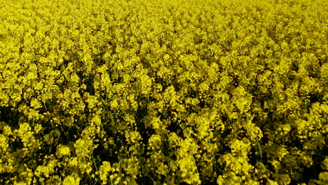 Schöne-Landschaft-Mit-Leuchtend-Gelben-Blumen-Auf-Dem-Land