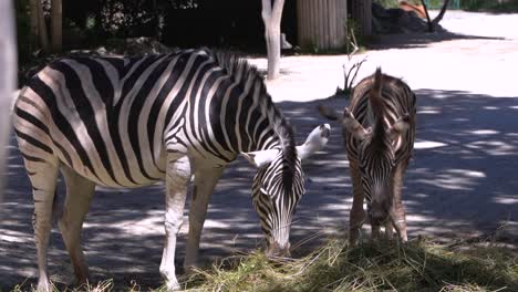 Zebra-mother-and-child-eating-straw-in-outdoor-setting---SLOW-MOTION-VIEW