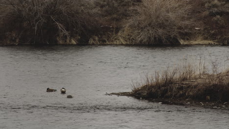 Ducks-Swimming-In-A-Lake-In-Idaho-USA---wide-shot