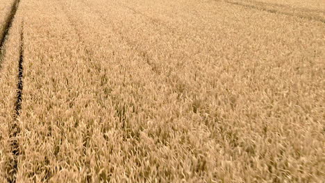 Aerial-backward-over-gold-yellow-wheat-field,-the-crops-sway-from-side-to-side-in-the-gentle-breeze,-close-up-fast-backward-flight