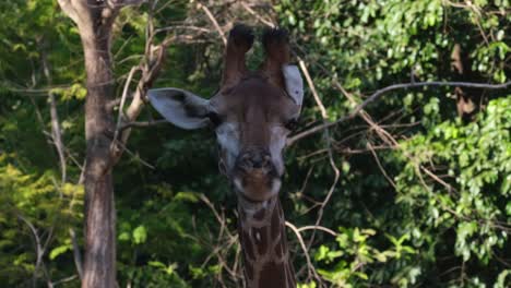 Close-up-head-shot-portrait-of-a-spotted-coat-herbivorous-Giraffe,-Giraffa,-chewing-on-delicious-leaves-and-buds-in-treetops-that-not-many-animals-can-reach-in-woodland
