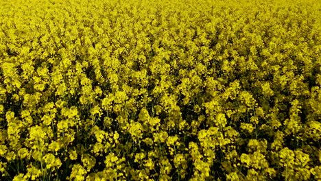 Hellgelbe-Blumen-Wiegen-Sich-In-Der-Sanften-Brise