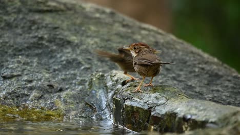 Two-little-Puff-Throated-Babbler,-Pellorneum-Ruficeps-take-turn-dipping-in-fresh-spring-and-enjoying-their-afternoon-bath,-hop-on-a-rock-and-shake-off-the-water,-drying-up-before-nightfall,-Thailand