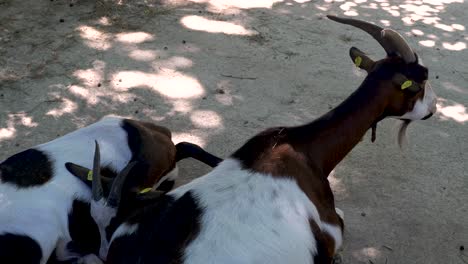 Static-view-of-Goats-sheltering-from-heat-in-shadow