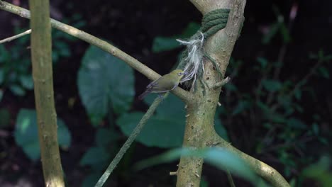 Oriental-or-Indian-white-eye-collecting-material-for-its-nest-from-string