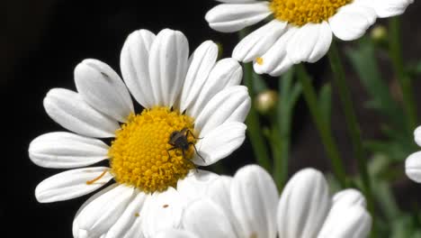 Detail-Macro-shot-of-tiny-insects-and-flies-on-Chamomile-flower