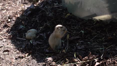 Cute-black-tailed-prairie-dog-eating-grass-on-ground-in-shadow