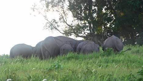 Close-up-shot-of-a-herd-of-endangered-species,-the-Asian-elephants,-Elephas-maximus