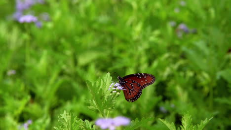Queen-Butterfly-Pollinating-Flower-Buds-In-The-Garden