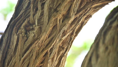 Wilde-Texas-Olivenbaumrindenstruktur-In-Tropischen-Waldwäldern