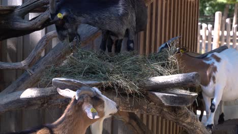 Handheld-view-of-multiple-goats-on-farm-eating-dried-straw