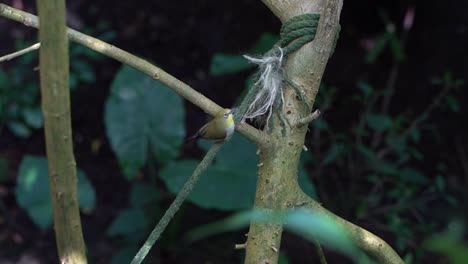 Oriental-or-Indian-white-eye-collecting-material-for-its-nest-from-string-SLOW-MOTION