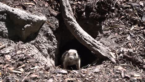 Curious-black-tailed-prairie-dog-exiting-underground-hole