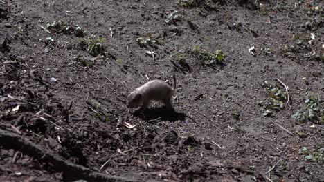 Curious-black-tailed-prairie-dog-walking-on-dirt-ground