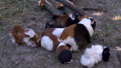 Guinea-Pig-Family-with-mother-and-kids-in-outdoor-area