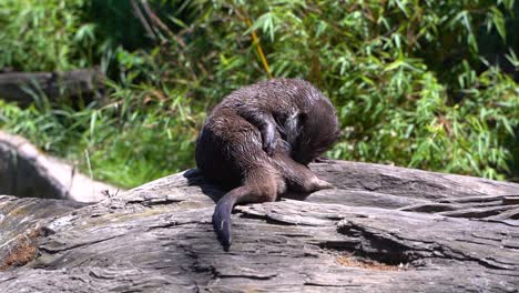 Beautiful-Water-Otter-cleaning-its-fur,-sitting-on-log-in-outdoor-setting-SLOW-MOTION
