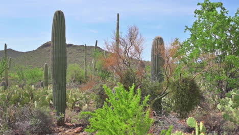 Vielzahl-Von-Kakteen-Im-Wüstenmuseum-Von-Arizona-Sonora