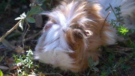 Close-up-view-of-hairy-guinea-pig-eating-from-ground-in-garden-setting