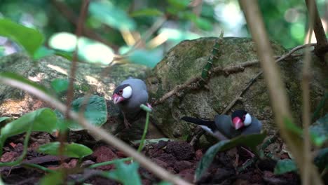 Two-Java-Sparrows-or-Finches-running-around-in-natural-setting-SLOW-MOTION