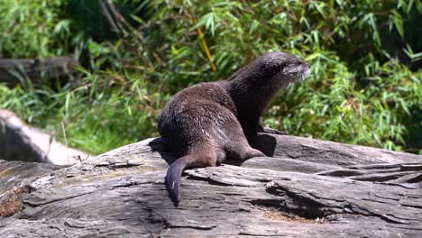 Beautiful-Water-Otter-cleaning-its-fur,-sitting-on-log-in-outdoor-setting