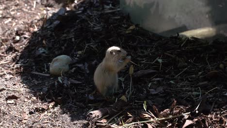 Cute-black-tailed-prairie-dog-eating-grass-on-ground-in-shadow---SLOW-MOTION