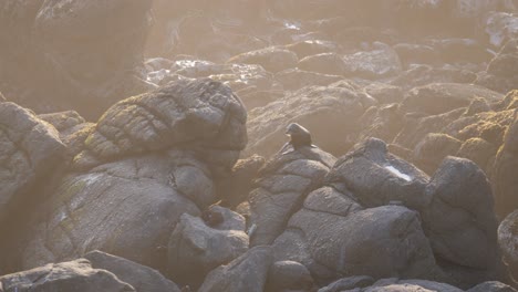 A-lone-seal-sitting-on-the-rocks-calling-and-singing-during-sunset-in-4k