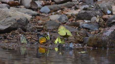 4K-Aggregation-of-Yellow-Common-Gull-butterflies-mud-puddling,-seek-out-nutrients-by-the-stream-in-Kaeng-Krachan-National-Park-Thailand-Asia