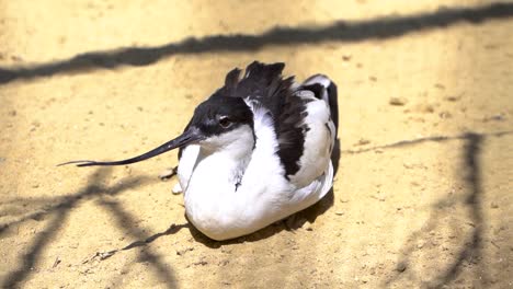 Pied-Avocet-with-long-beak-basking-on-ground-in-sunlight-SLOW-MOTION