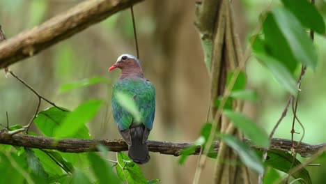 Beautiful-green-pigeon,-Asian-Common-Emerald-Dove,-Chalcophaps-Indica