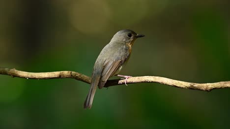 Something-caught-the-attention-of-little-female-Tickell's-Blue-Flycatcher,-Cyornis-tickelliaebird