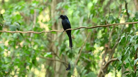 A-majestic-bird-with-a-long-tail-with-racket-like-feathers,-the-Greater-Racket-Tailed-Drongo,-Dicrurus-Paradiseus