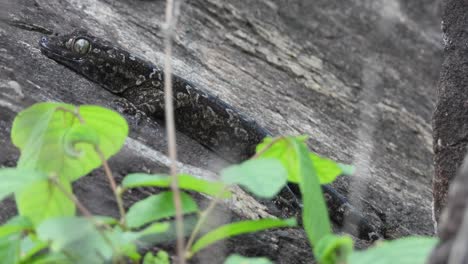Lizard-waiting-in-rocks-for-pray