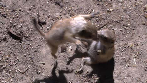 Two-black-tailed-prairie-dogs-playing-on-ground