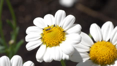 White-blooming-chamomile-flower-with-tiny-flies-and-larva-on-it,-macro-view