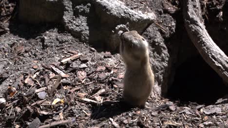 Cute-and-funny-black-tailed-prairie-dog-holding-and-eating-nut-outdoor-SLOW-MOTION