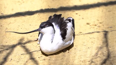 Pied-Avocet-with-long-beak-basking-on-ground-in-sunlight